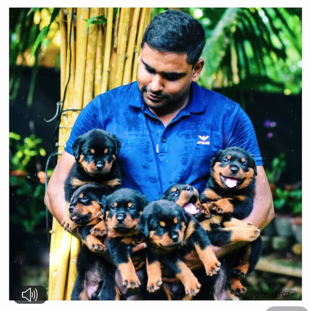 JN Rottweiler Kennel Sri Lanka