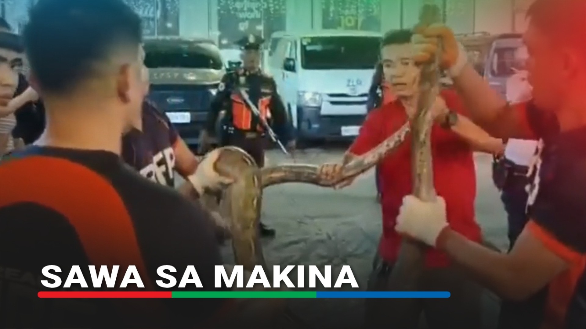 TINGNAN: Sinagip ang isang dambuhalang reticulated python o sawa na ...