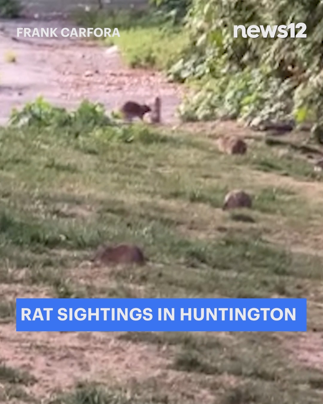 RAT SIGHTINGS: Video sent to News 12 shows a group of rats running ...