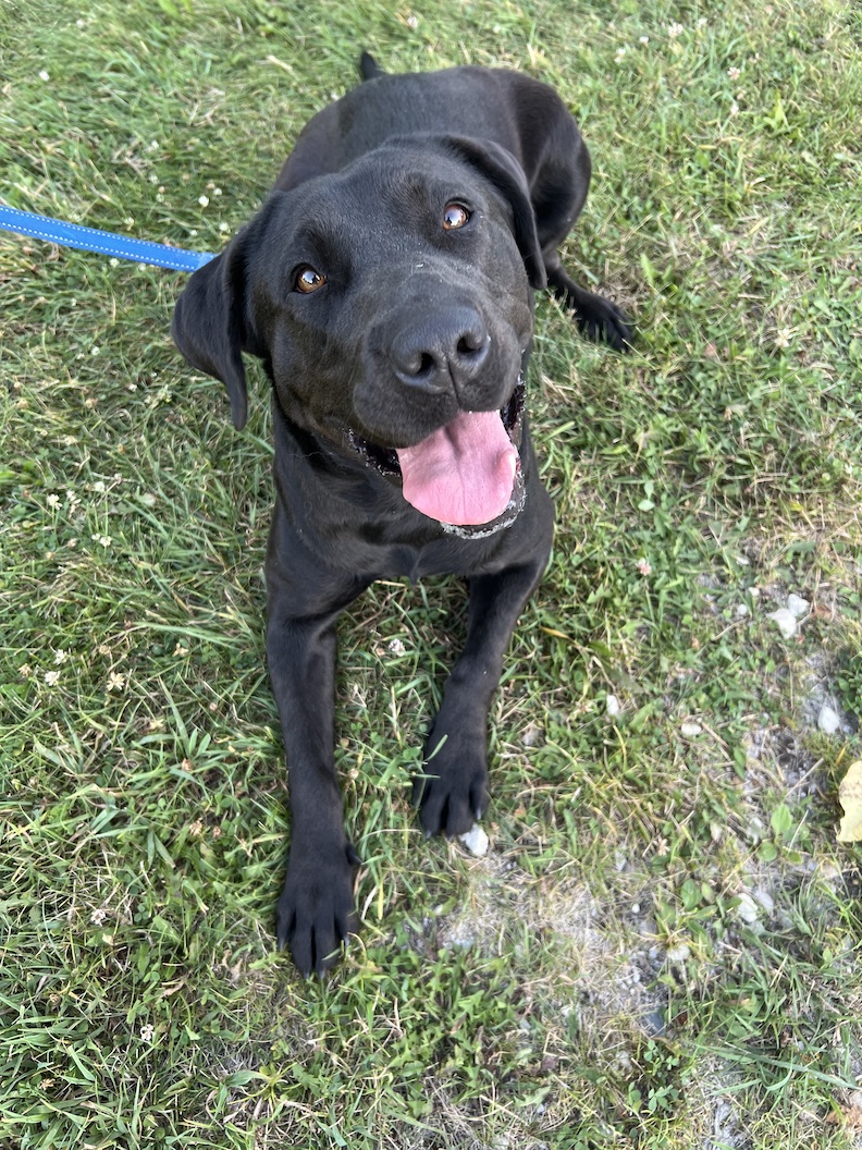 ***Intake Alert - Welcome Veronica!*** This gorgeous black female Lab ...