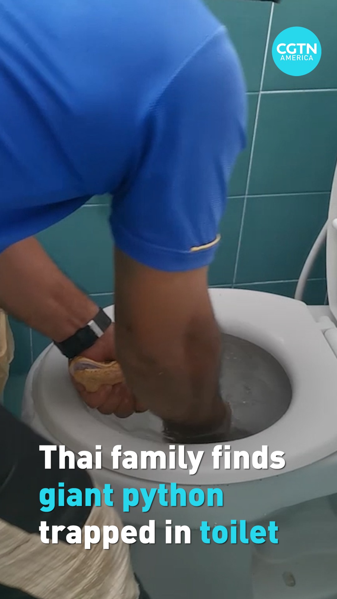 CGTN - A horrified family found a 12-ft-long python...