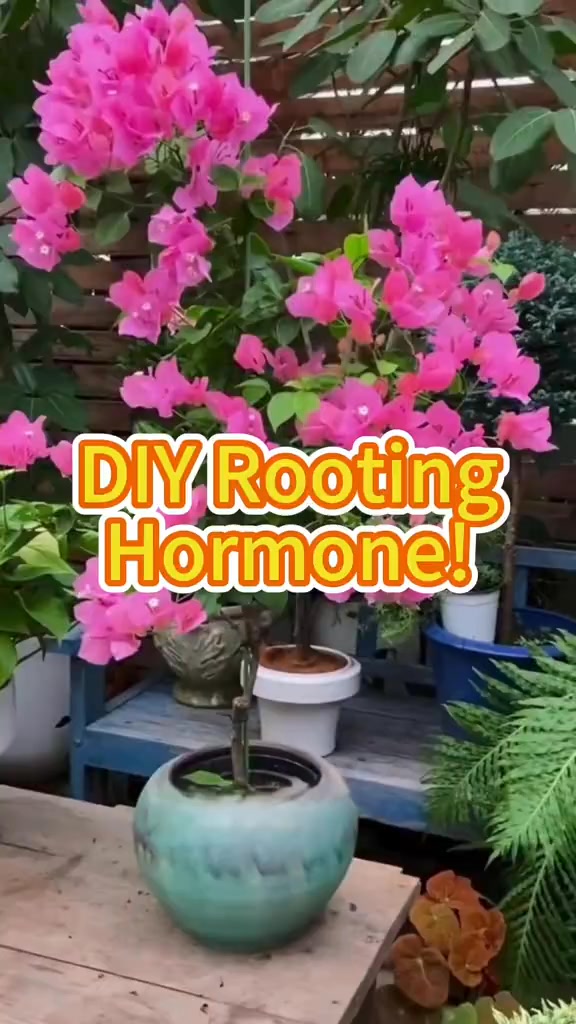 DIY rooting hormone #plant #planttips #homemade #roots #DIY ...