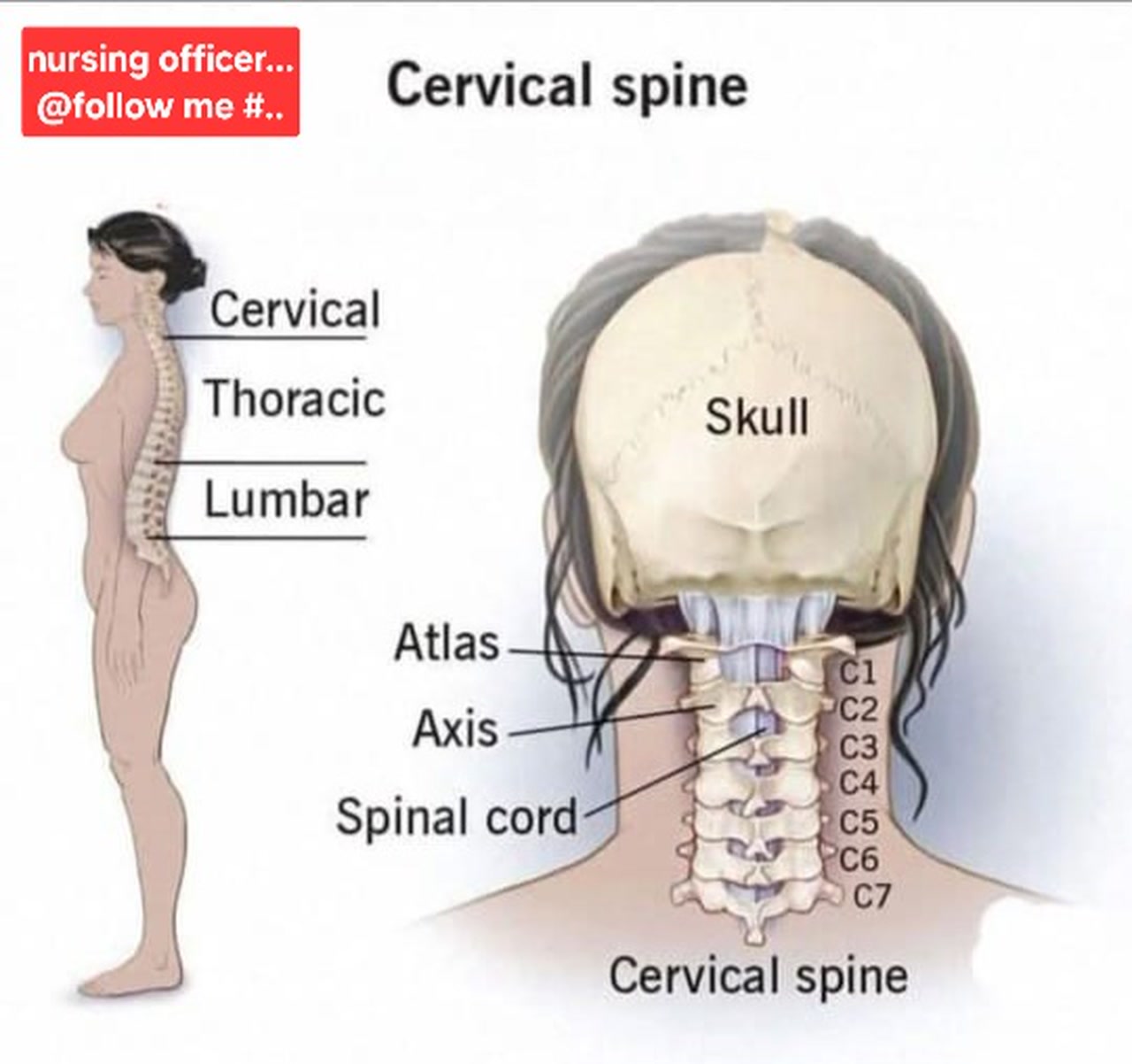 The C1, C2, C3, C4, C5, C6, and C7 vertebrae connect to form your