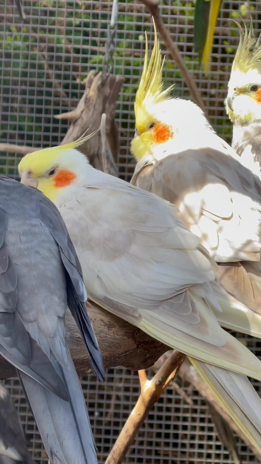 Weiros are one of the most surrendered birds we see. Surprised ...