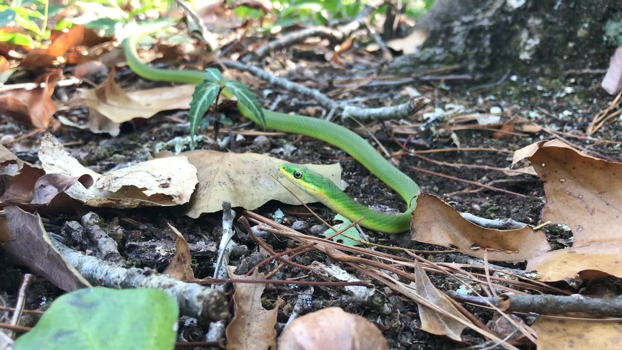Rough Green Snakes (Opheodrys aestivus) are common across the ...