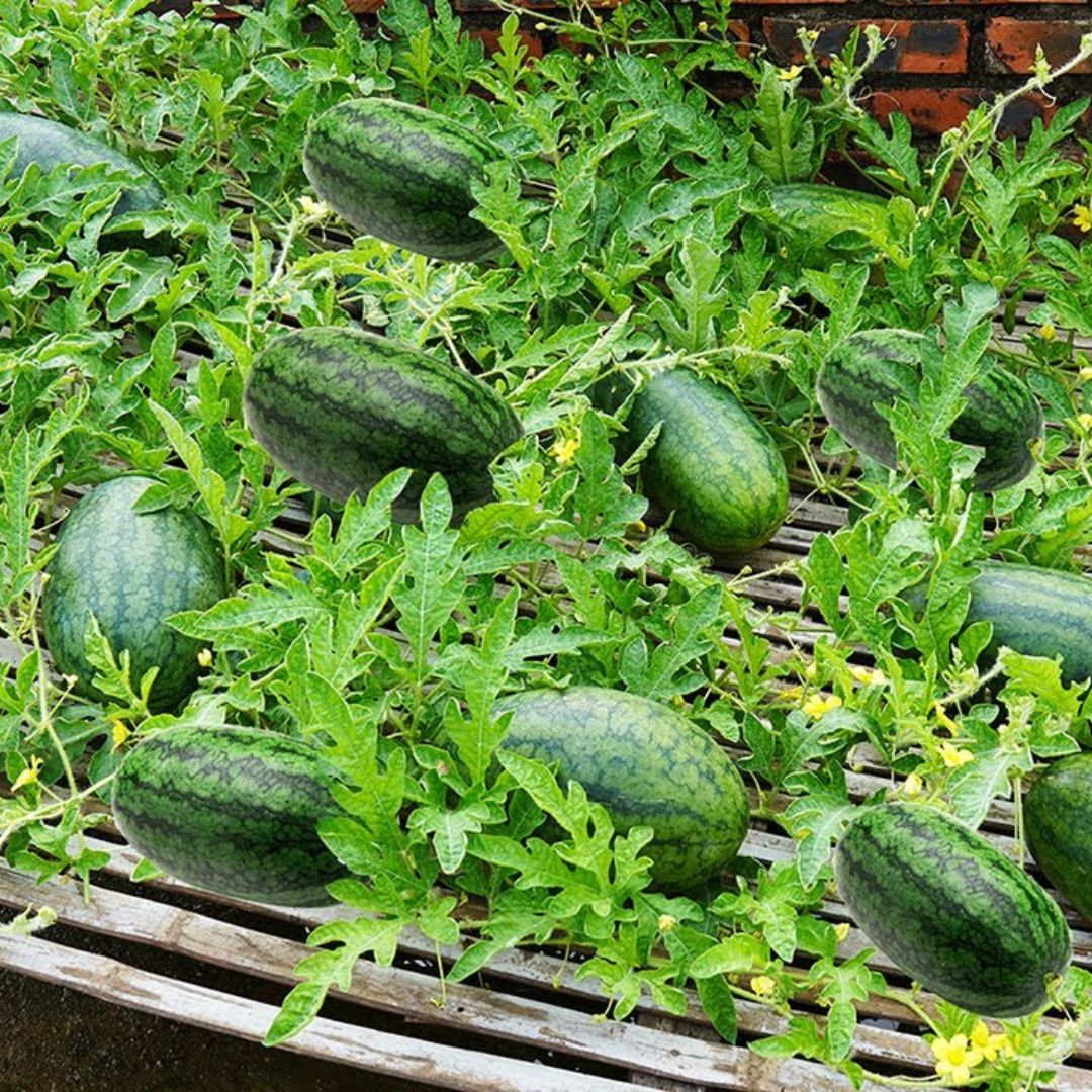 Secrets To Cultivating Juicy Watermelons in Foam Containers | Balcony ...