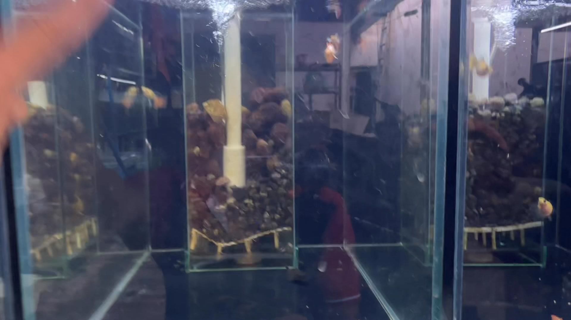Cá Cảnh Ranzilla - Ranzilla Ornamental Fish | Ho Chi Minh City