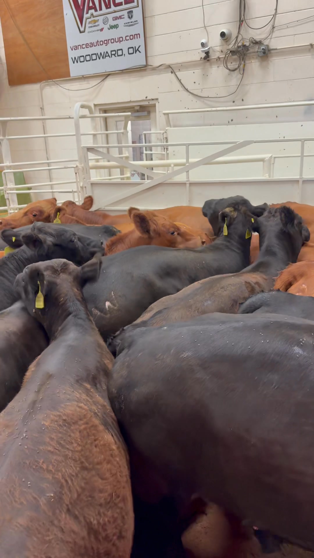 Sold 6/12: 68 Steers #837 @ $309.50 | Woodward Livestock Auction, Inc ...