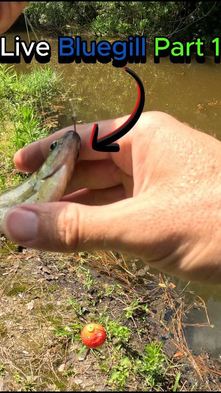 Bass crushes live bluegill. #fish #bassfishing #fishing | Ripped ...