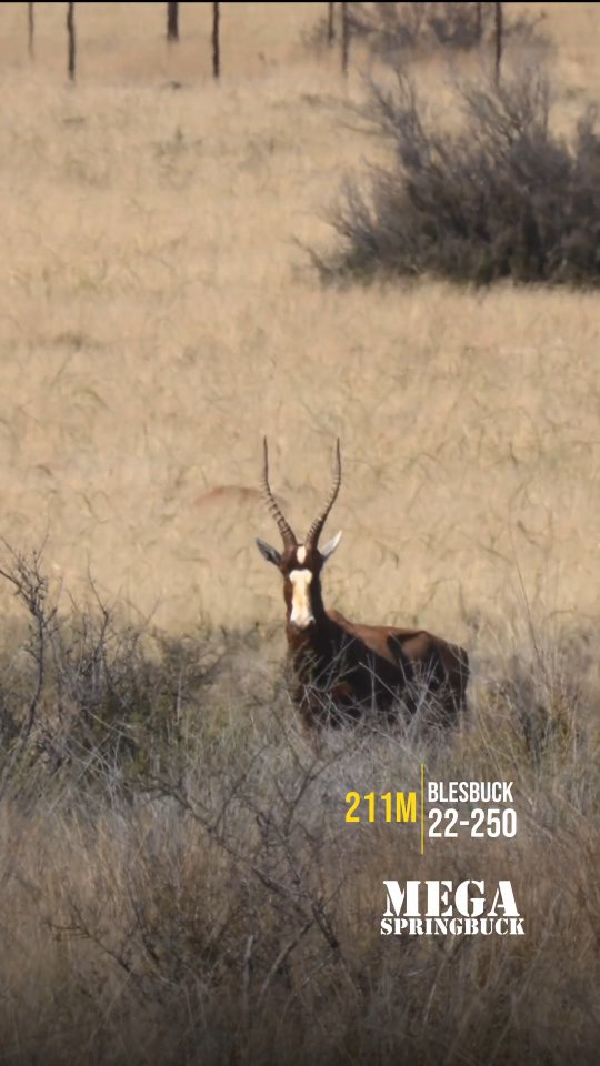 MEGA SPRINGBUCK - MEGA SPRINGBUCK added a new photo.