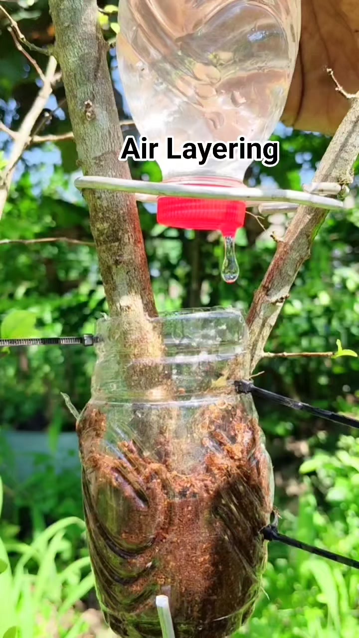 Air layering Musim panas supaya media tetap lembab Jangan lupa di kasih ...