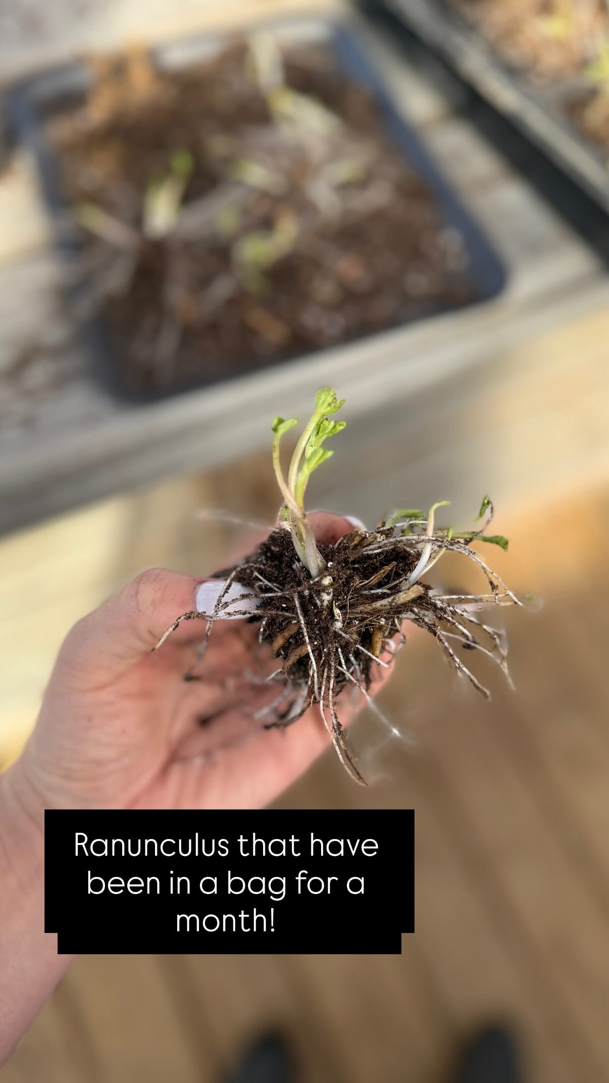 The ranunculus bag method. I’ve talked about it before. It’s SO easy ...