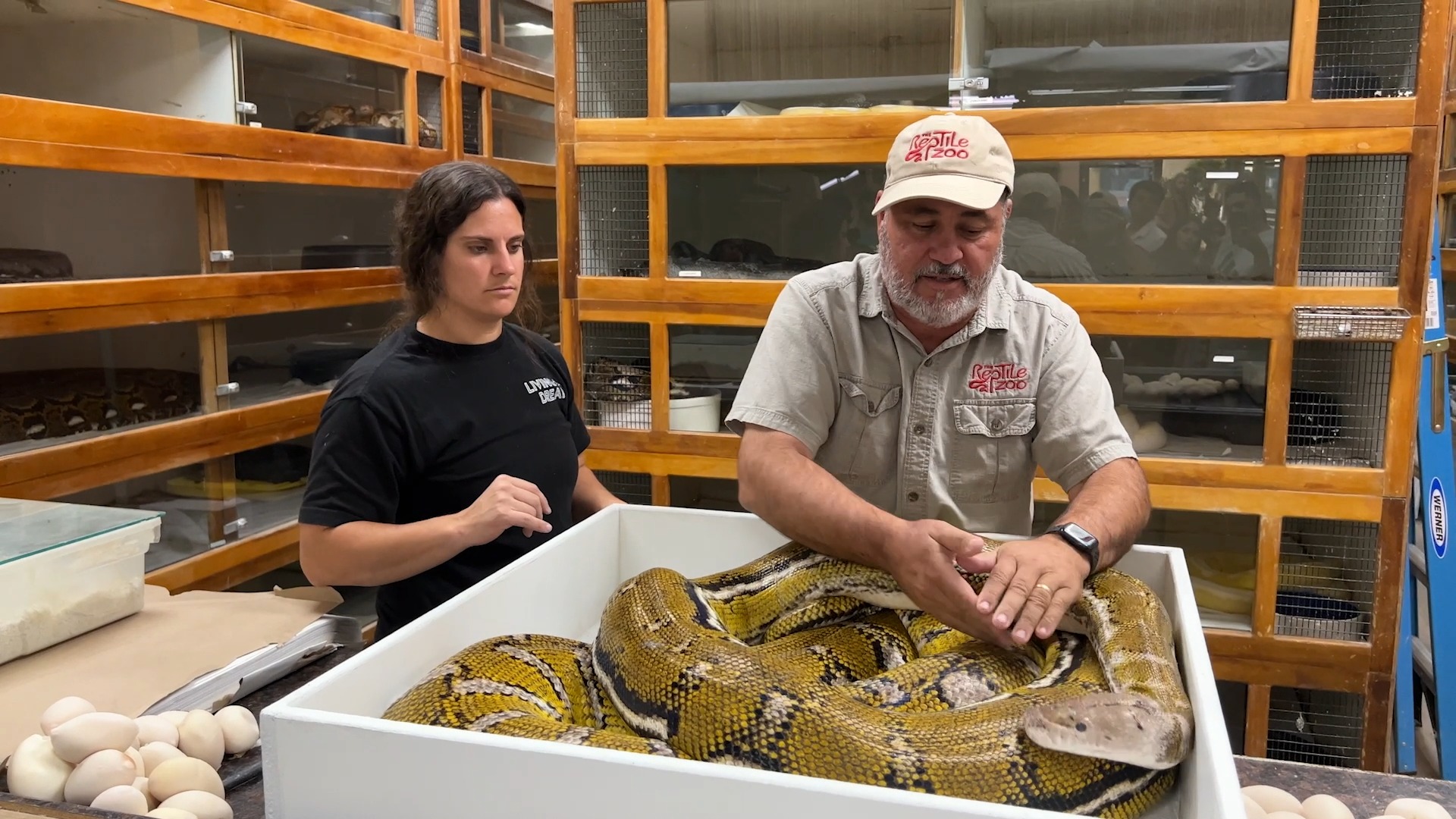 With our beautiful Reticulated Python here, we sadly got a lot more ...