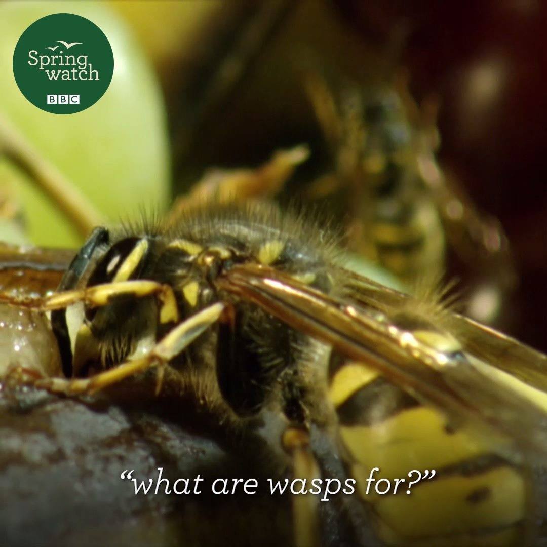 BBC Springwatch - 'What are wasps even for?' Chris... | Facebook