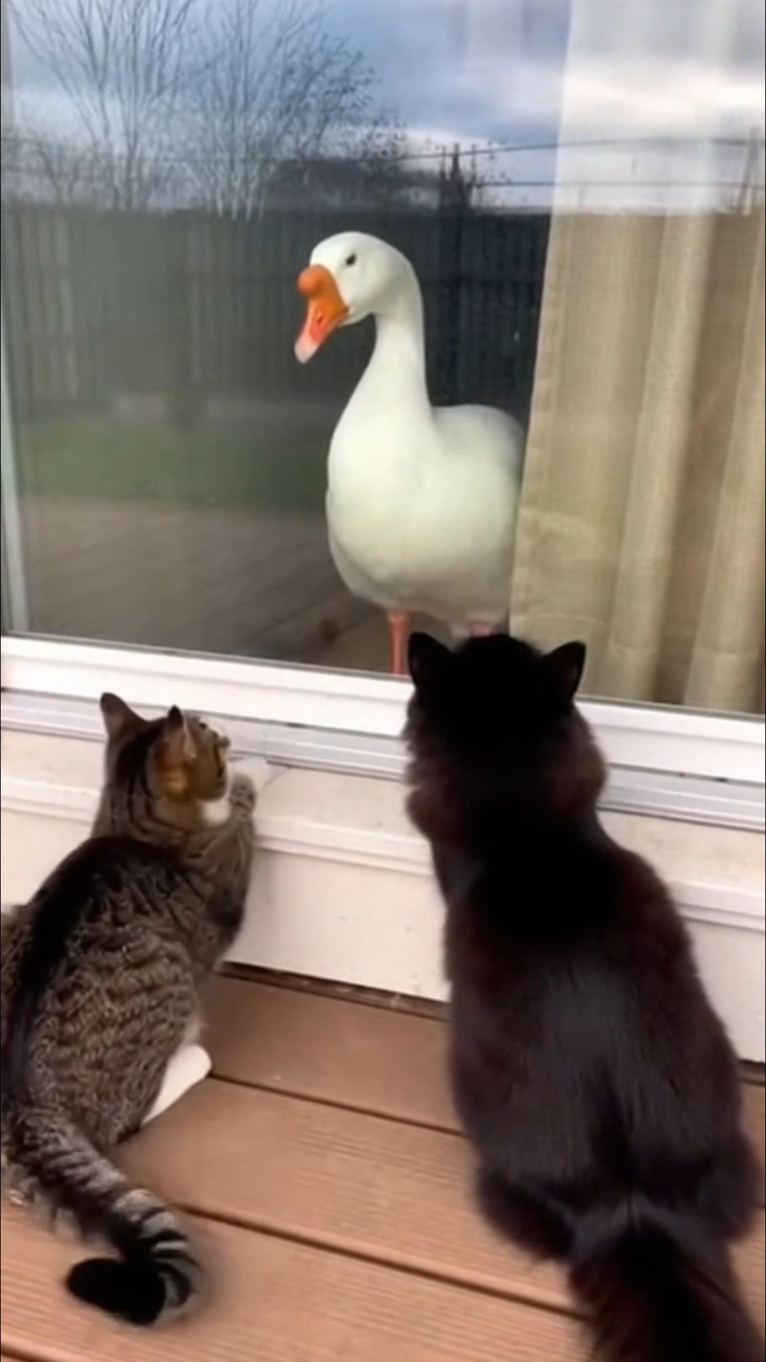 Cats drummed on the window… goose said ENOUGH #catdrumming #goosebonk # ...