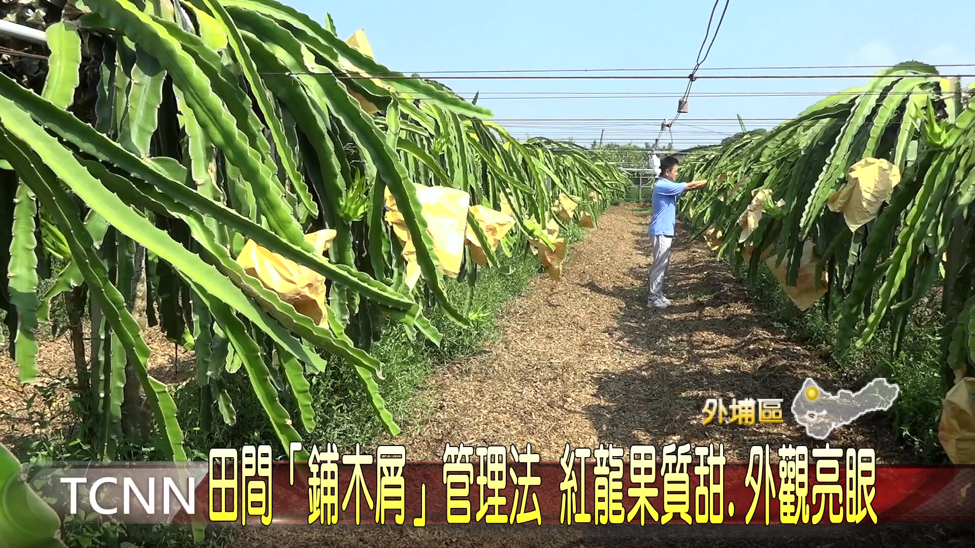 外埔農友勇奪紅龍果王📣 #劉興陽 利用創新「#木屑管理法」🌱結合 #微生物菌 與 #有機肥，細心培育出香甜多汁的紅龍果🌟 在台中市優質紅龍果 ...