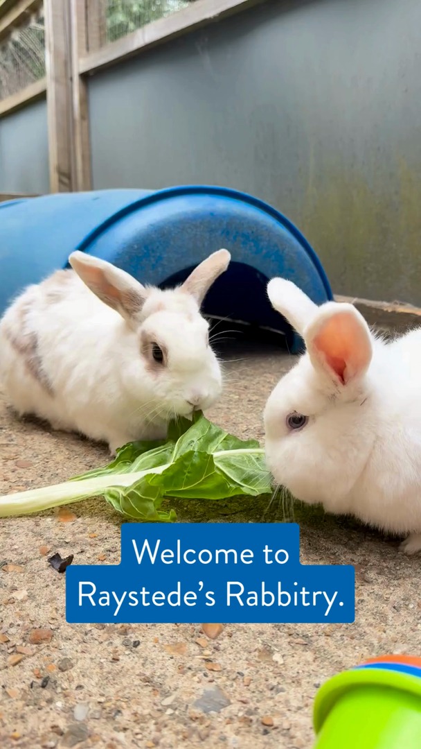 Rayestede's video explains why rabbits 🐇, as natural prey animals, need ...