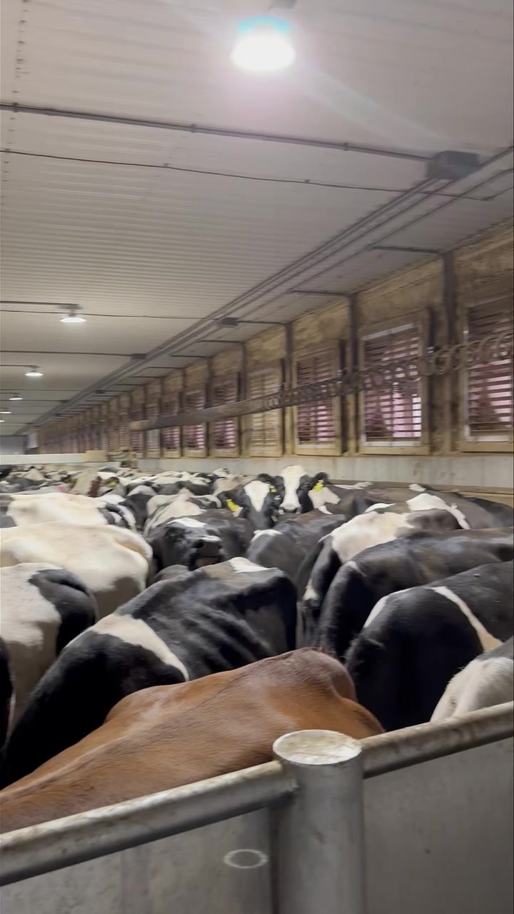 This is a 500 cow holding pen with a delaval crowd gate. This allows ...