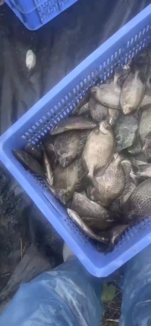 Cá rìa công tươi mới giãy đành đạch luôn! Mai e nhờ 1 bác chuyên làm cá ...