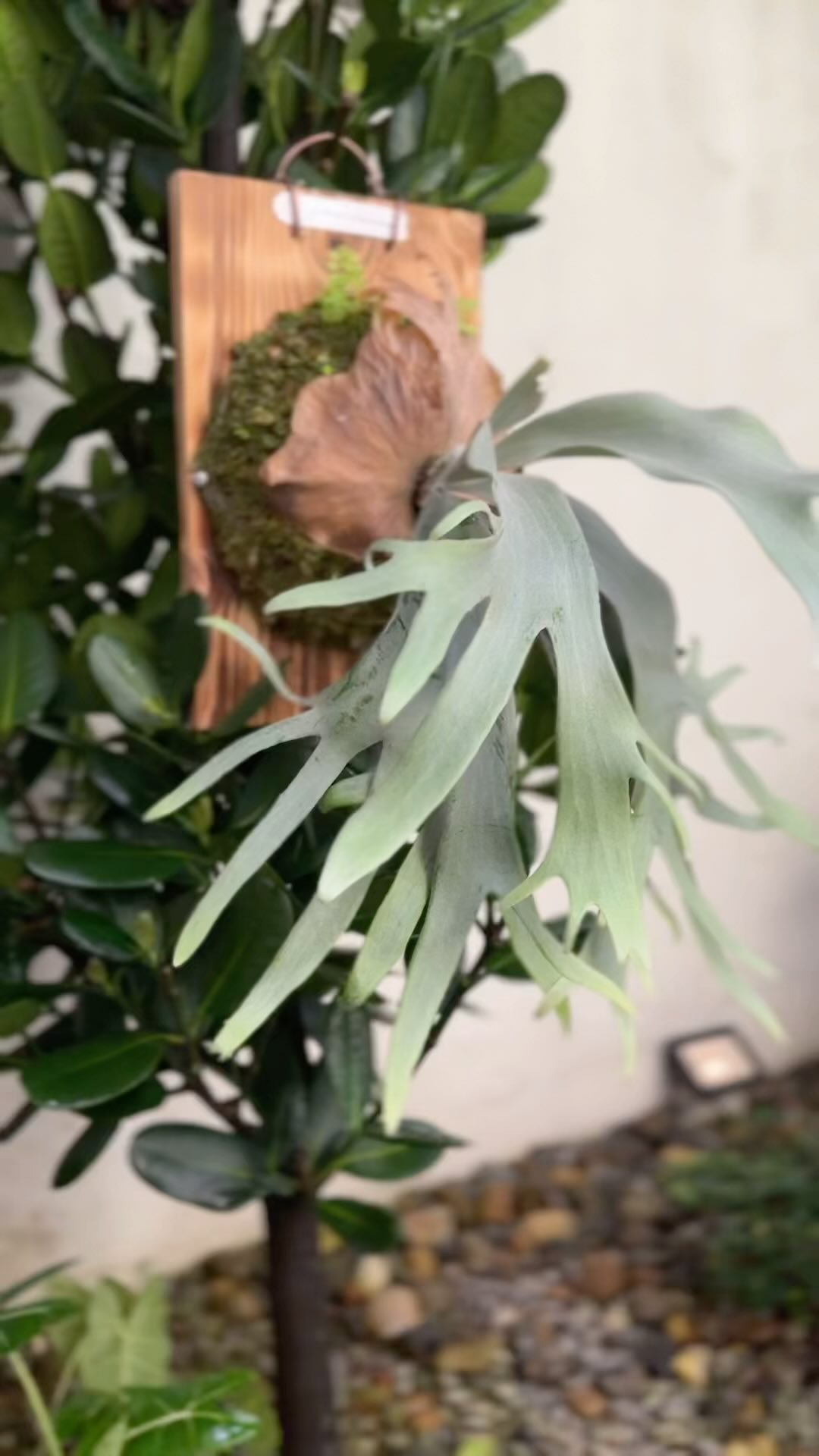 P. willinckii Tainan Girl spore @funfarmp808 #鹿角蕨 #platycerium