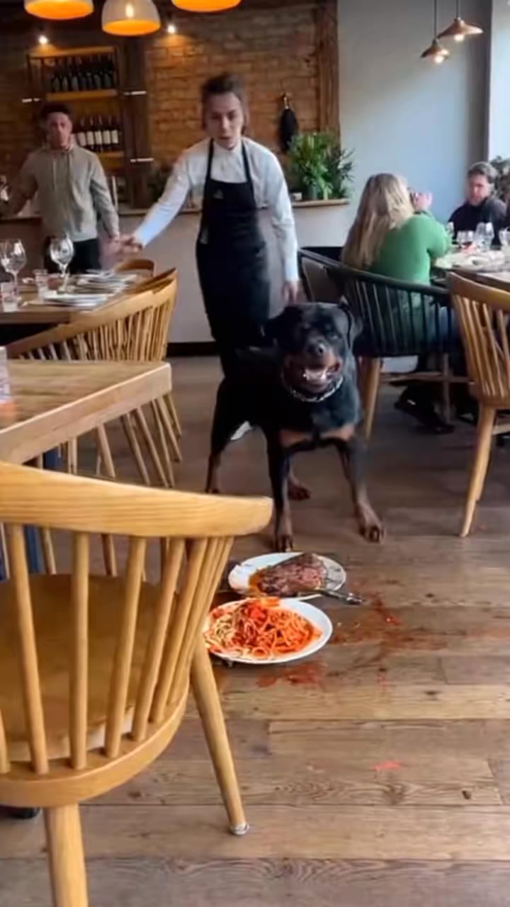 Comment you Thoughts : #rottweiler #dogsofinstagram #dog #dogs #rottie ...
