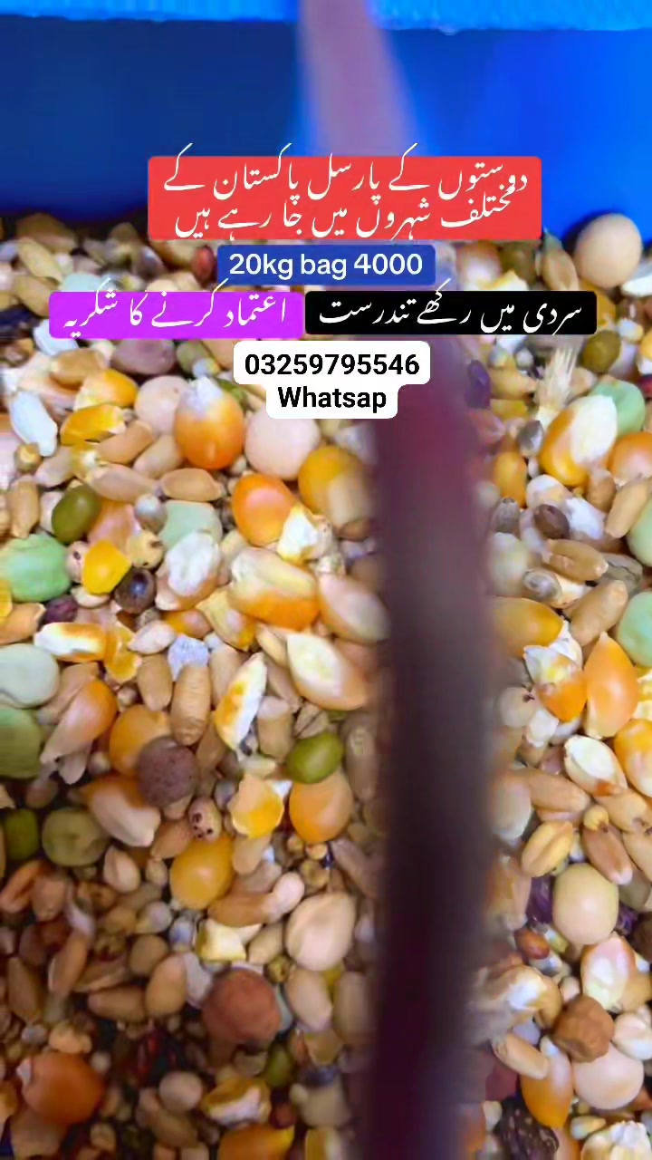 Delivery all pakistan #birds #pigeon #animals #foryou #viral #Aseel # ...