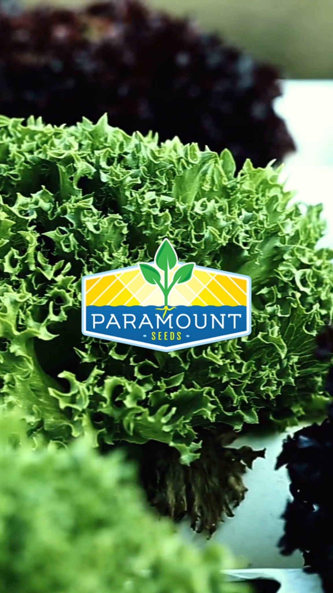 🌶️🫑 Greenhouse Pepper seed selection from Paramount Seeds: -Sprinter ...