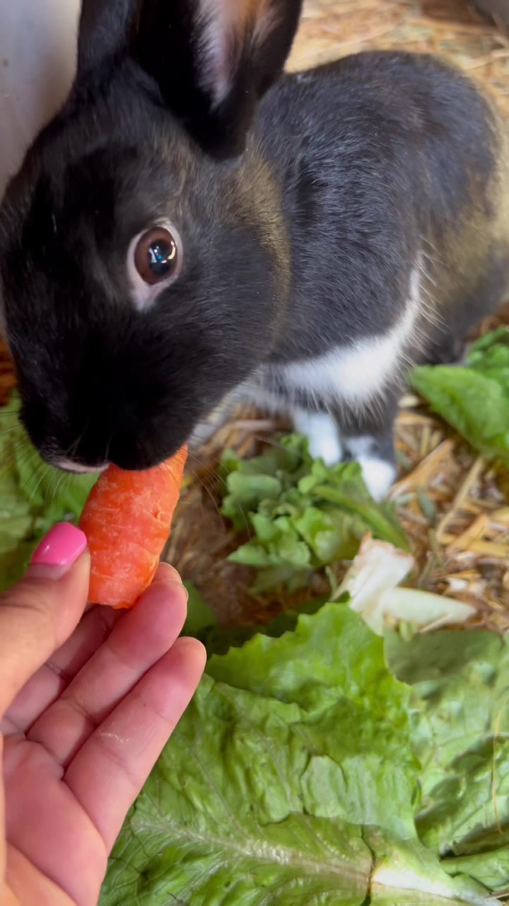 Happy Monday Bunday! Introducing 8 month old Rembrandt! This sweet boy ...