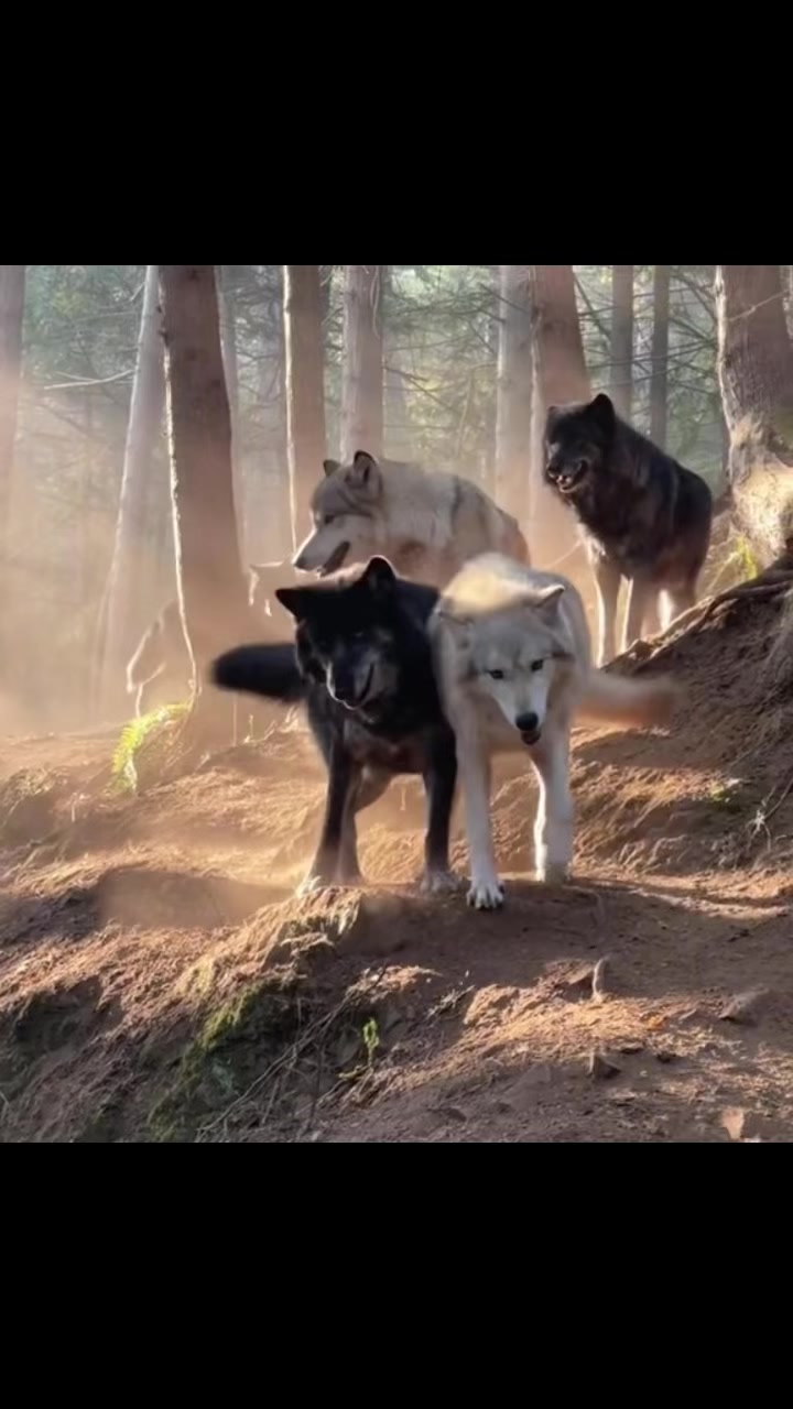 #WolfWednesday Join the Pack! 🐾 Donate today & help us to Relocate! # ...