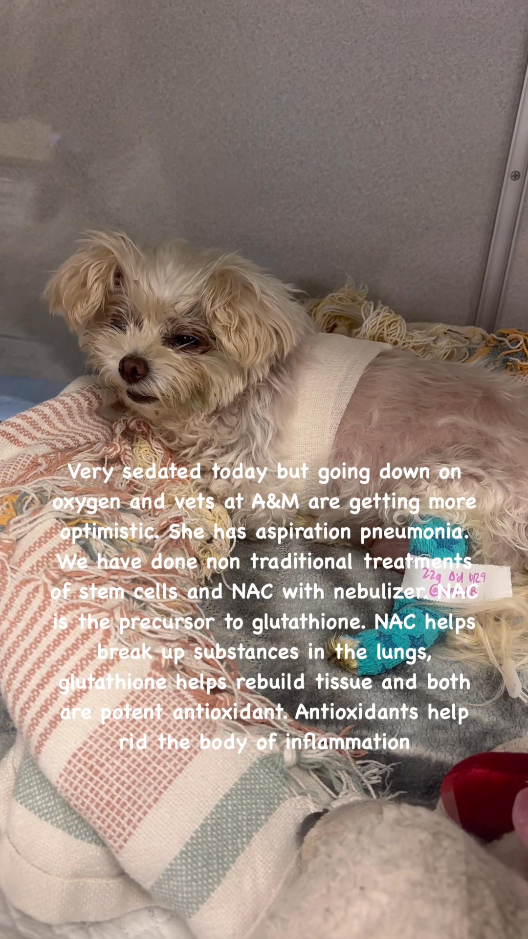 dog glutathione inflammation N-acetylcysteine for congestion relief كريم نومبوزين بفيتامين سي