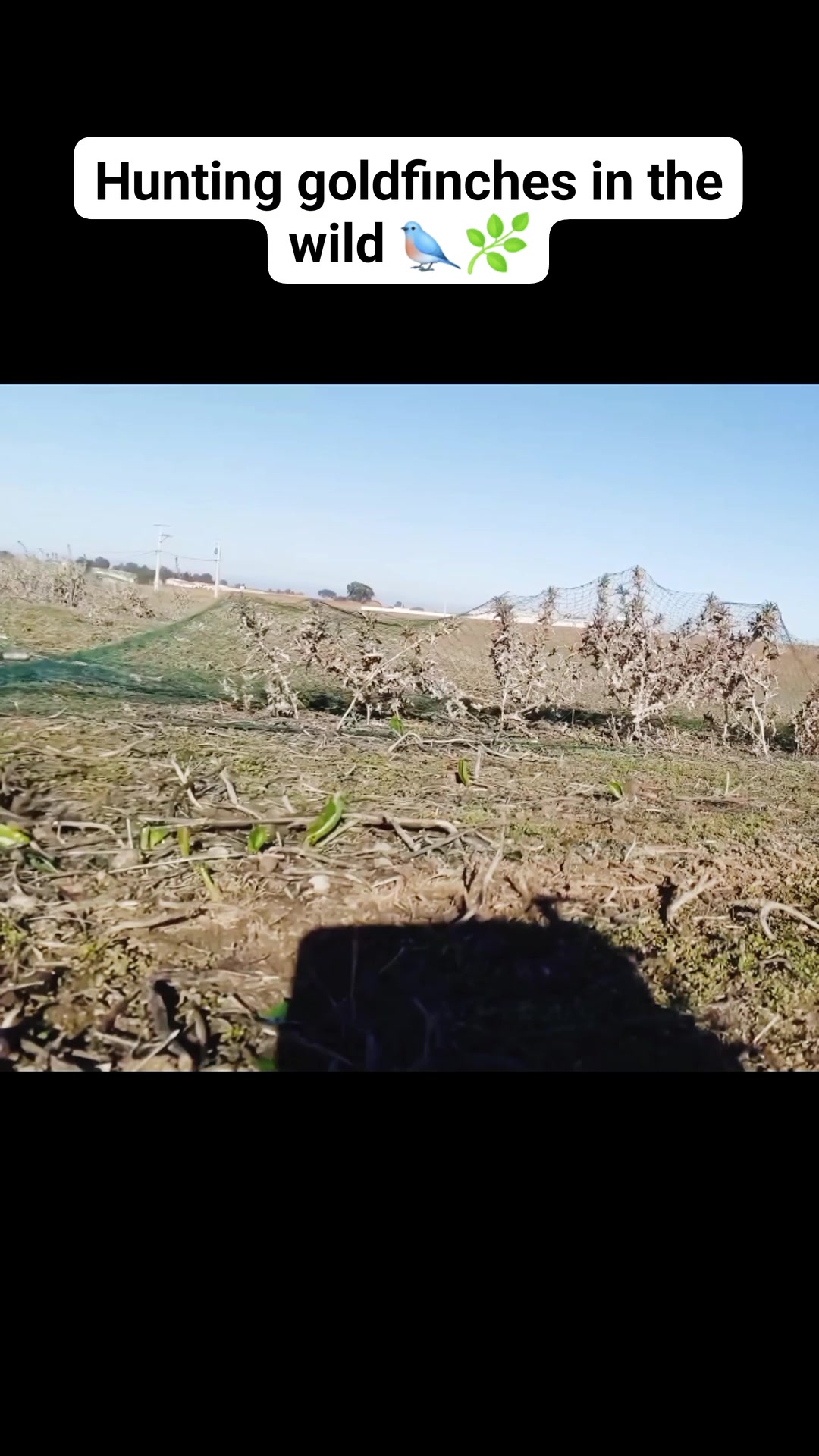 Catching goldfinches with a net 🐦 #goldfinch #hunting #fishing_net # ...