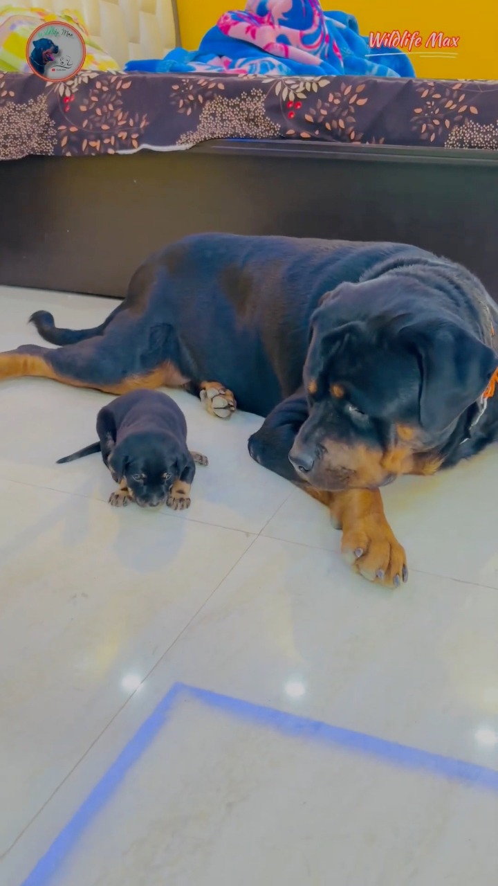 Rottweiler Max’s Reaction 😂 | Too Cute to Handle 🐶 #RottweilerMax # ...