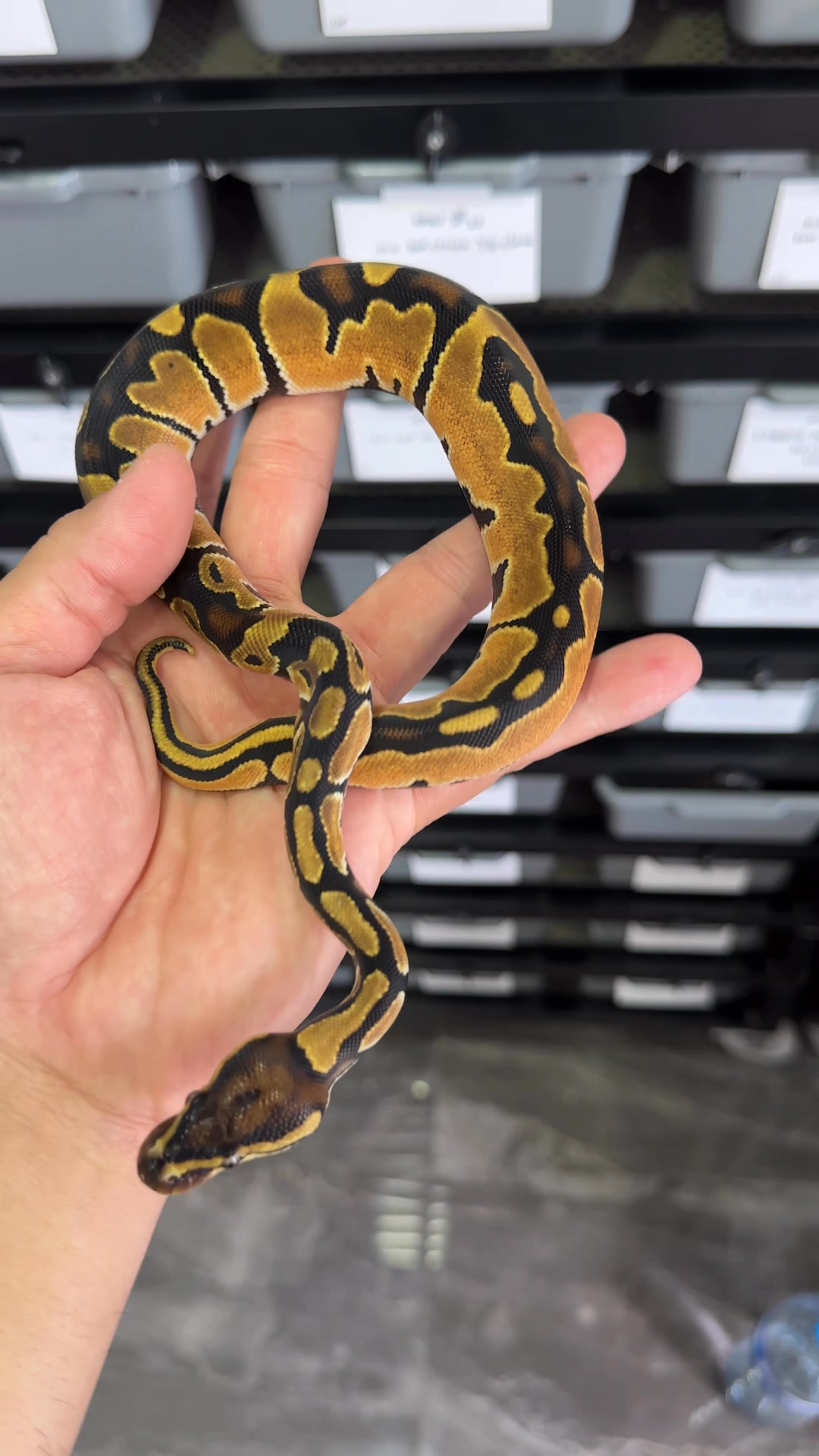 PondPython Farm | Lop Buri