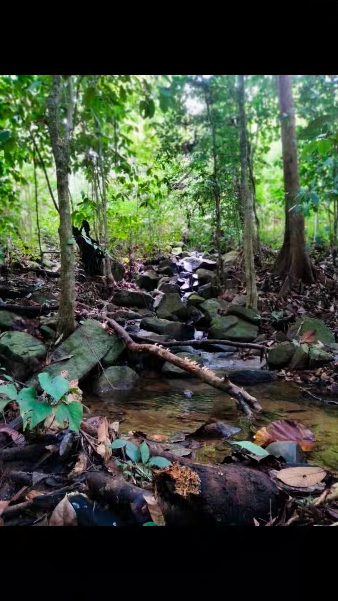 Borneo Aquatic Plants | Pontianak