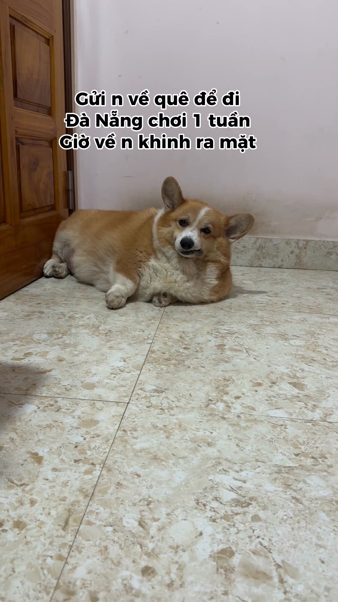 Khinh ra mặt luôn #corgi #chó #dog #fy #pet #chomeo #funny #xuhuong ...