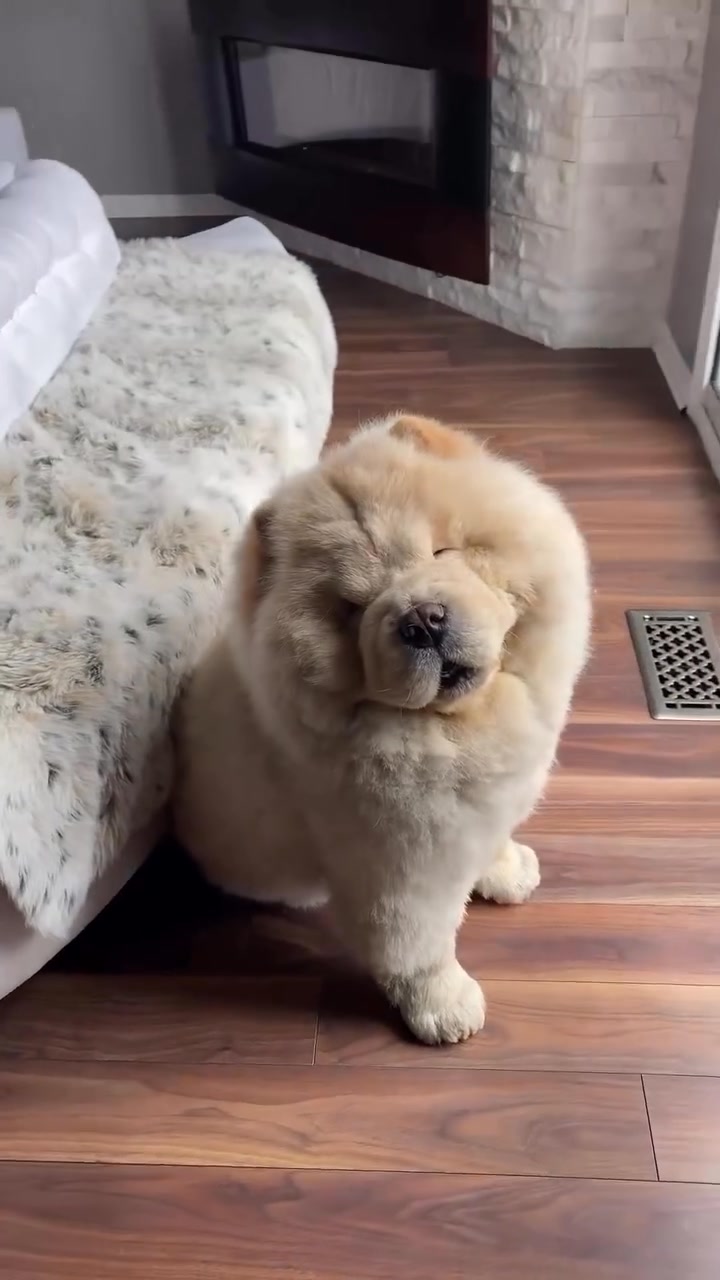 Just a chill guy.. #doggo #chowchow #chowchowpuppy #chowchowlovers ...