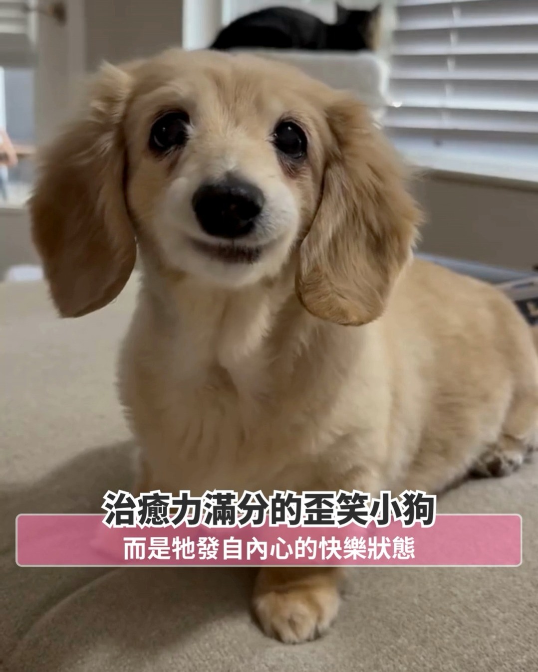 史上最療癒笑容！😇「歪笑小狗」Bella用笑容融化人心 ️ 最近，美國一隻名叫Bella的小狗，憑著牠那治癒力滿分的「歪笑神功」，橫掃整個網絡 ...