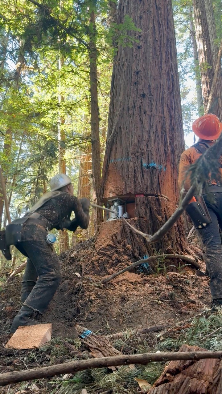 We expected limbs to break, so luckily we had an idea this would happen ...