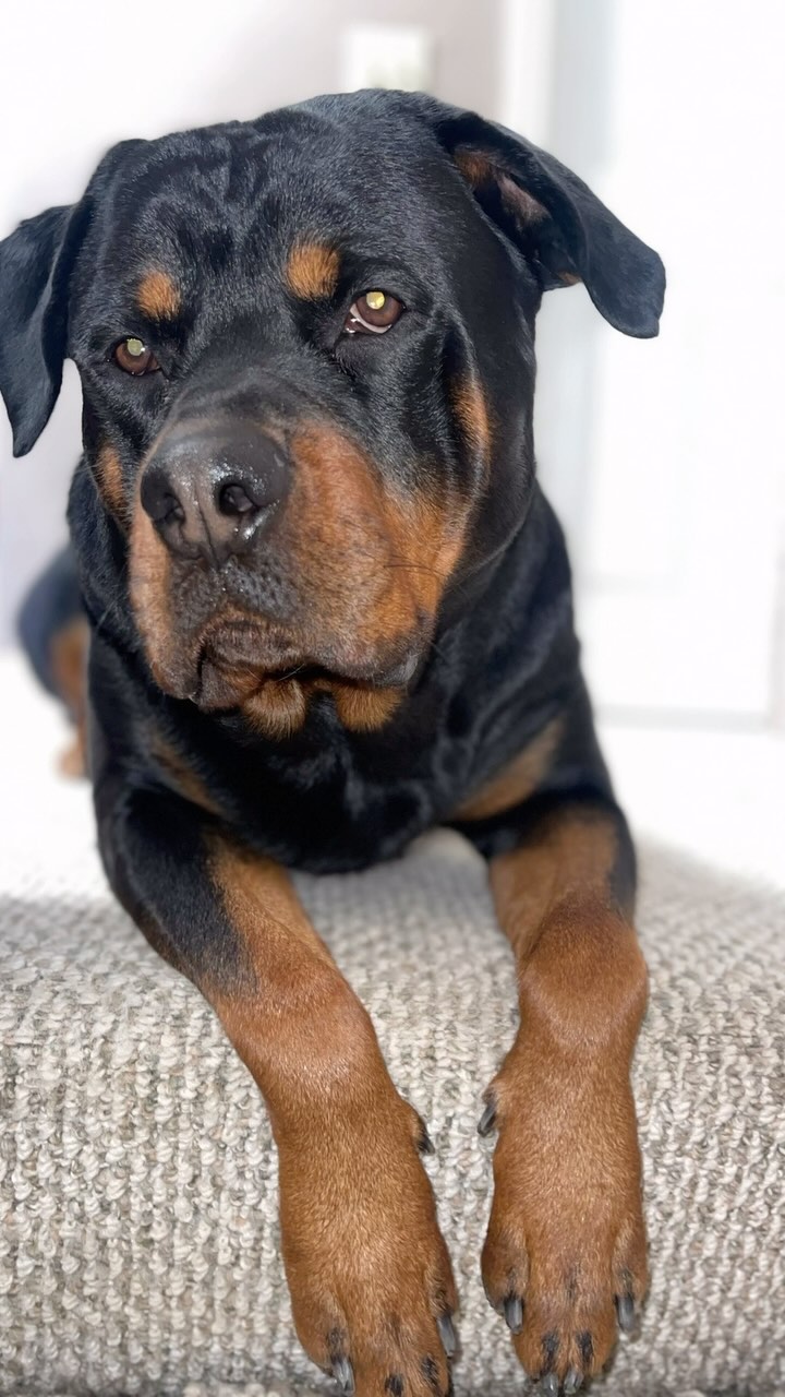 Every time we’re out, he gets compliments on how handsome he is. 😎 ...