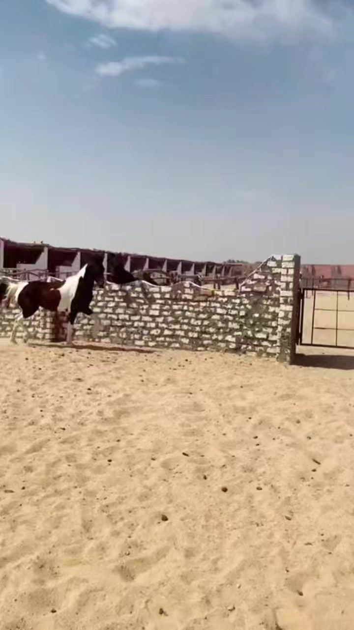 Elkordy stable | Cairo