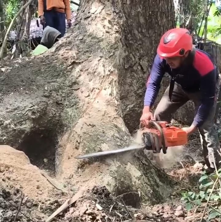 Amazing skill man cutting down tree from bottom stand on forest ...