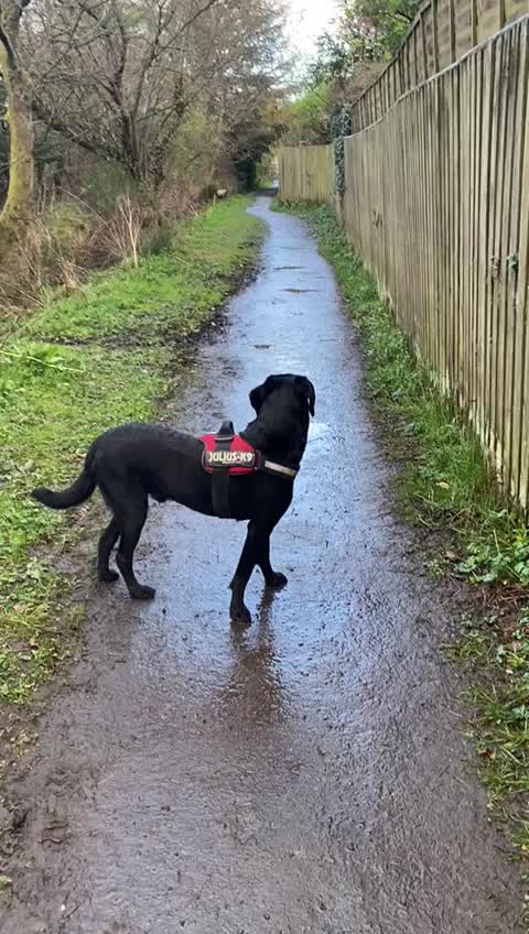 How steady is your... - Labrador Retriever Rescue Scotland | Facebook