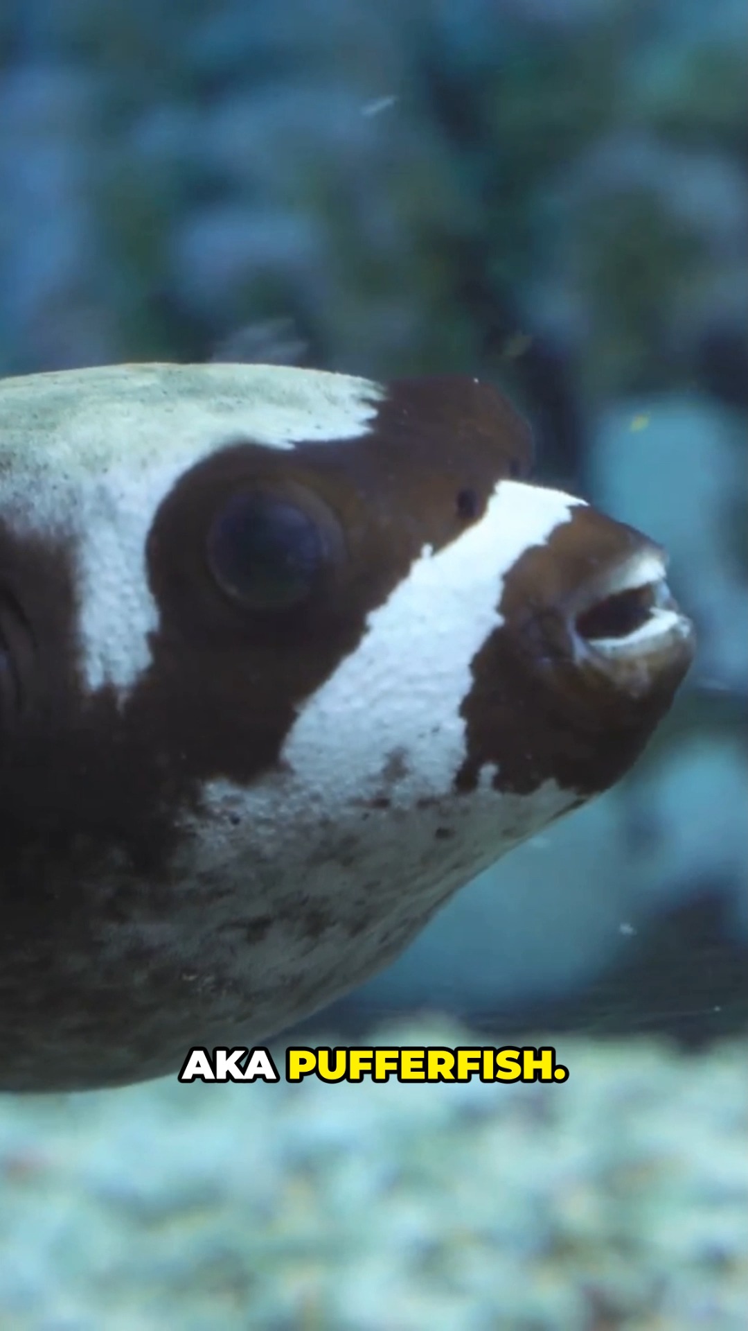 Ever wondered which ocean fish could kill you with just one bite ...