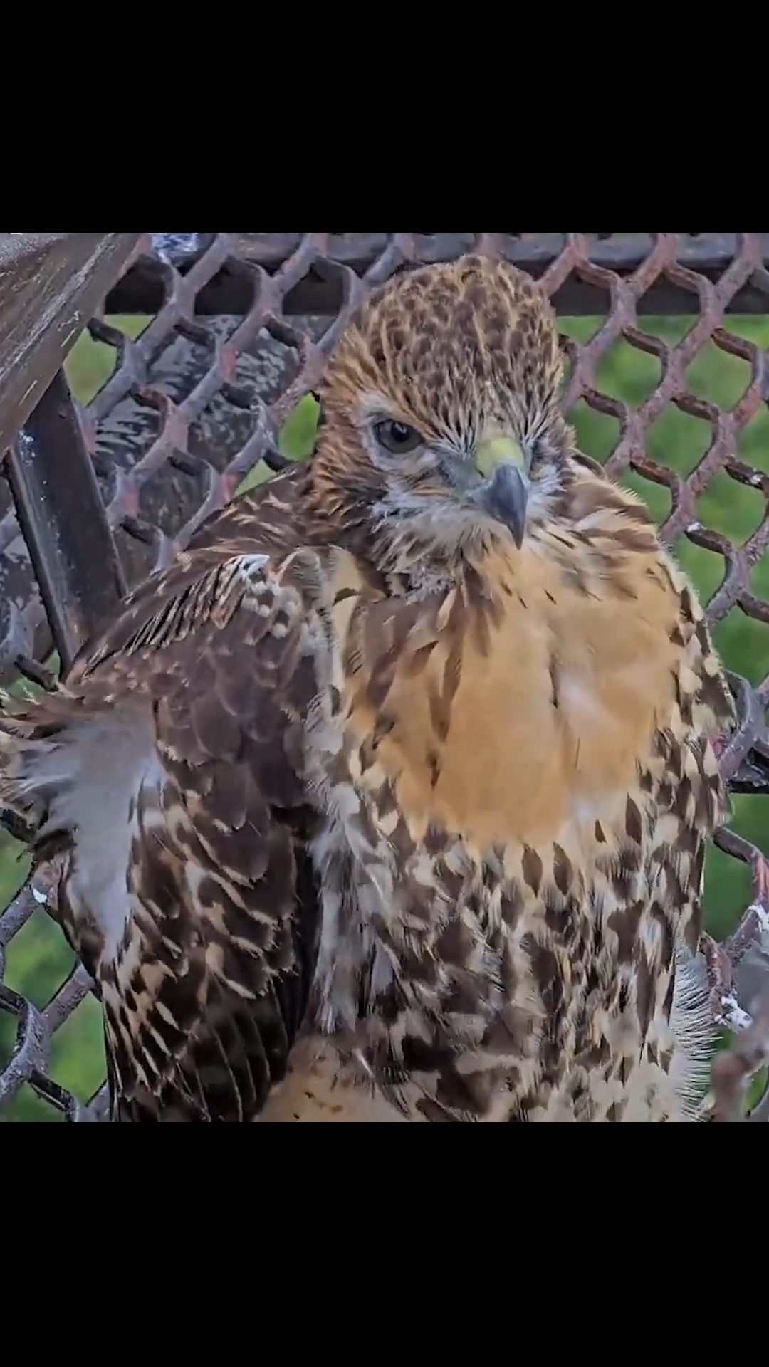 Watch the Cornell Hawks Cam zoom in on the eldest nestling O1 just days ...
