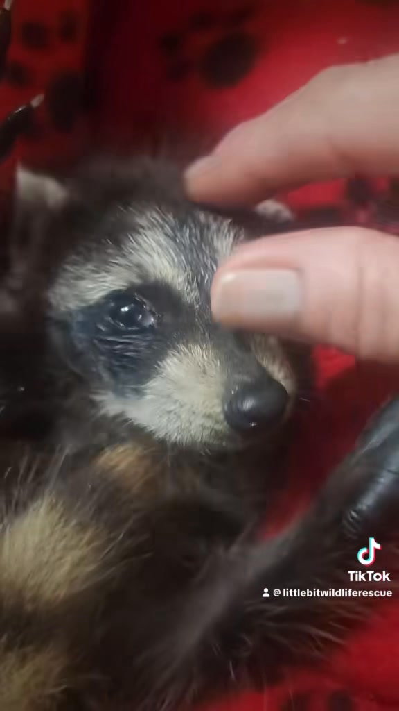 One of our most viral videos of a baby raccoon we rescued a year ago # ...