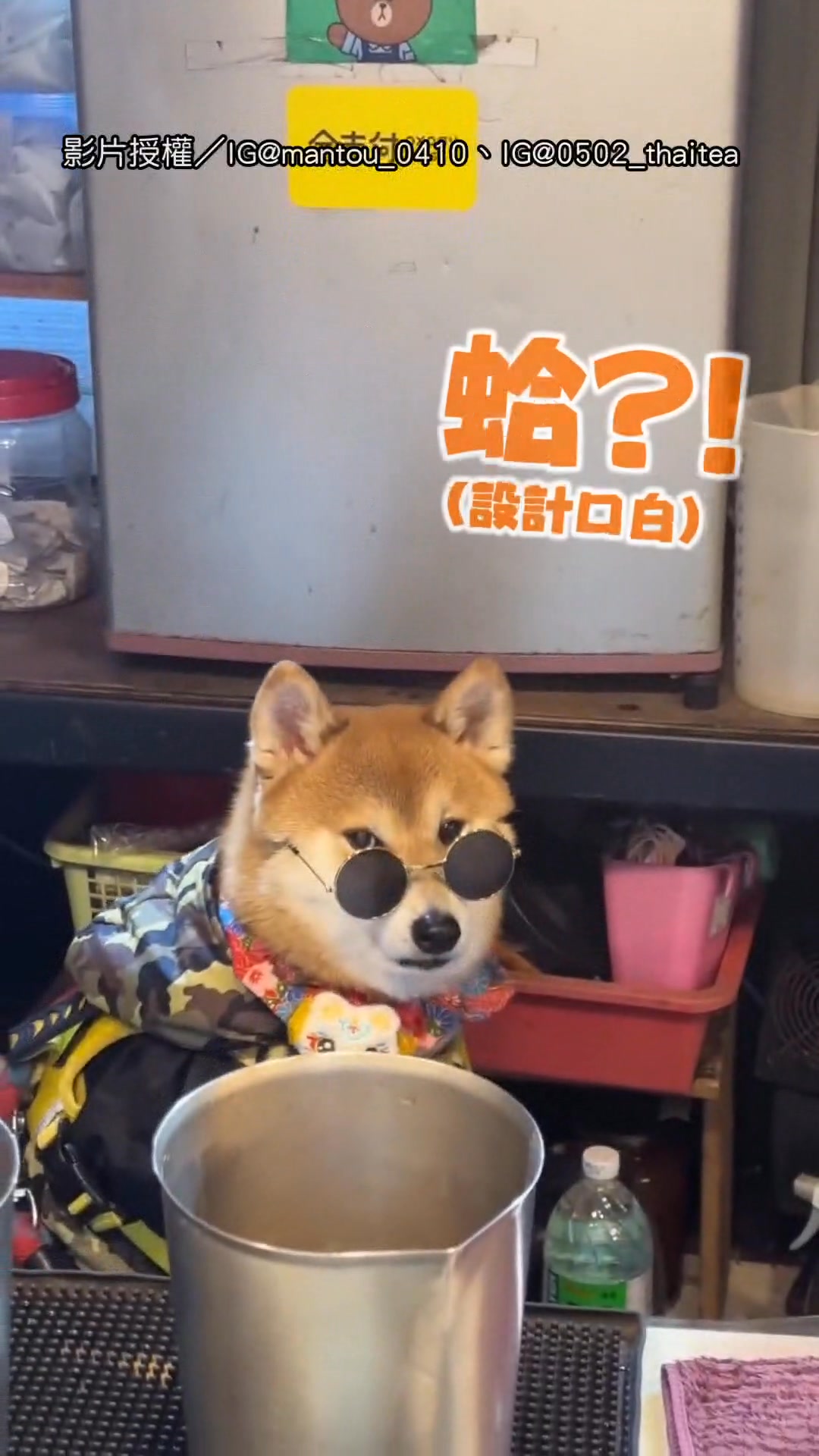 幫狗勾點播一首〈痴心絕對〉😭 【主人滑手機忘記丟玩具 狗勾定格眼神超哀怨XD】 影片授權／Threads @kateho.zi、IG ...