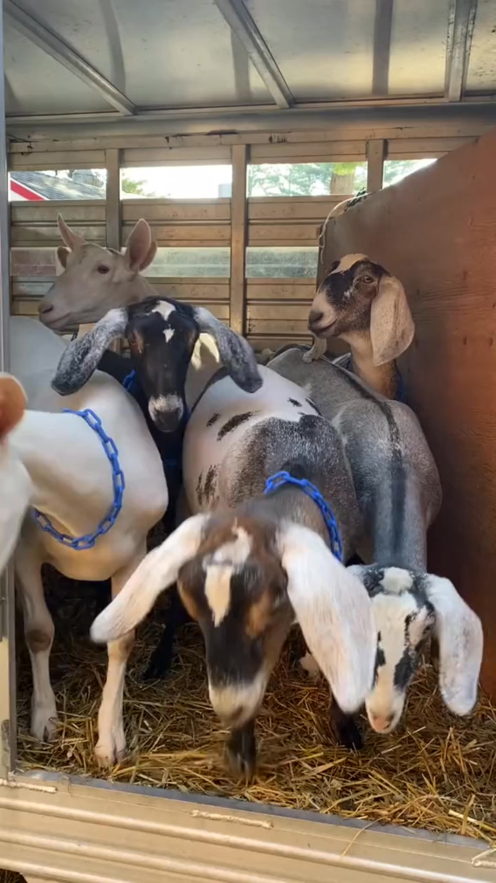 When you’re quarantine babies and don’t know how to act at a show 🤦‍♀️ ...