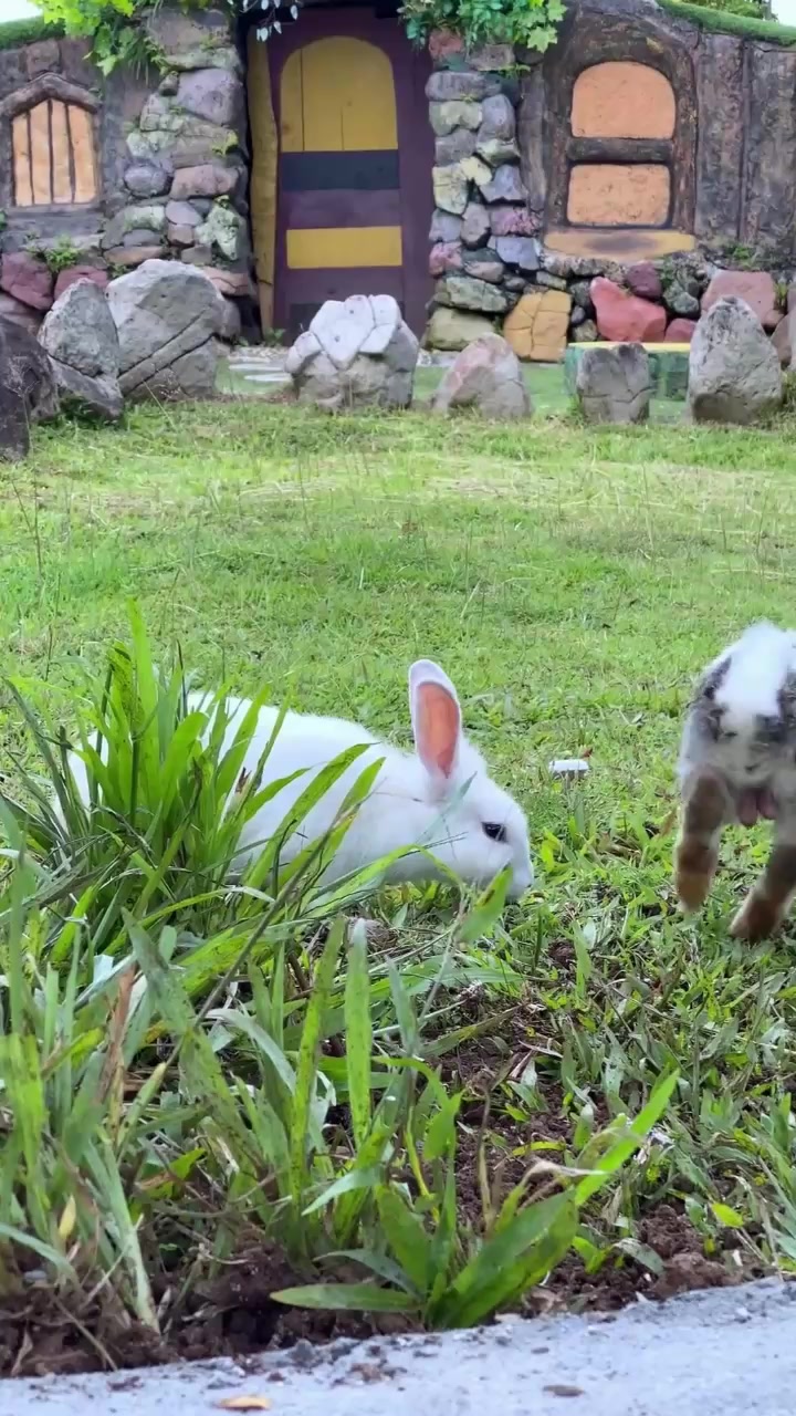 Myxomatosis is a deadly rabbit viral disease that can affect all ...