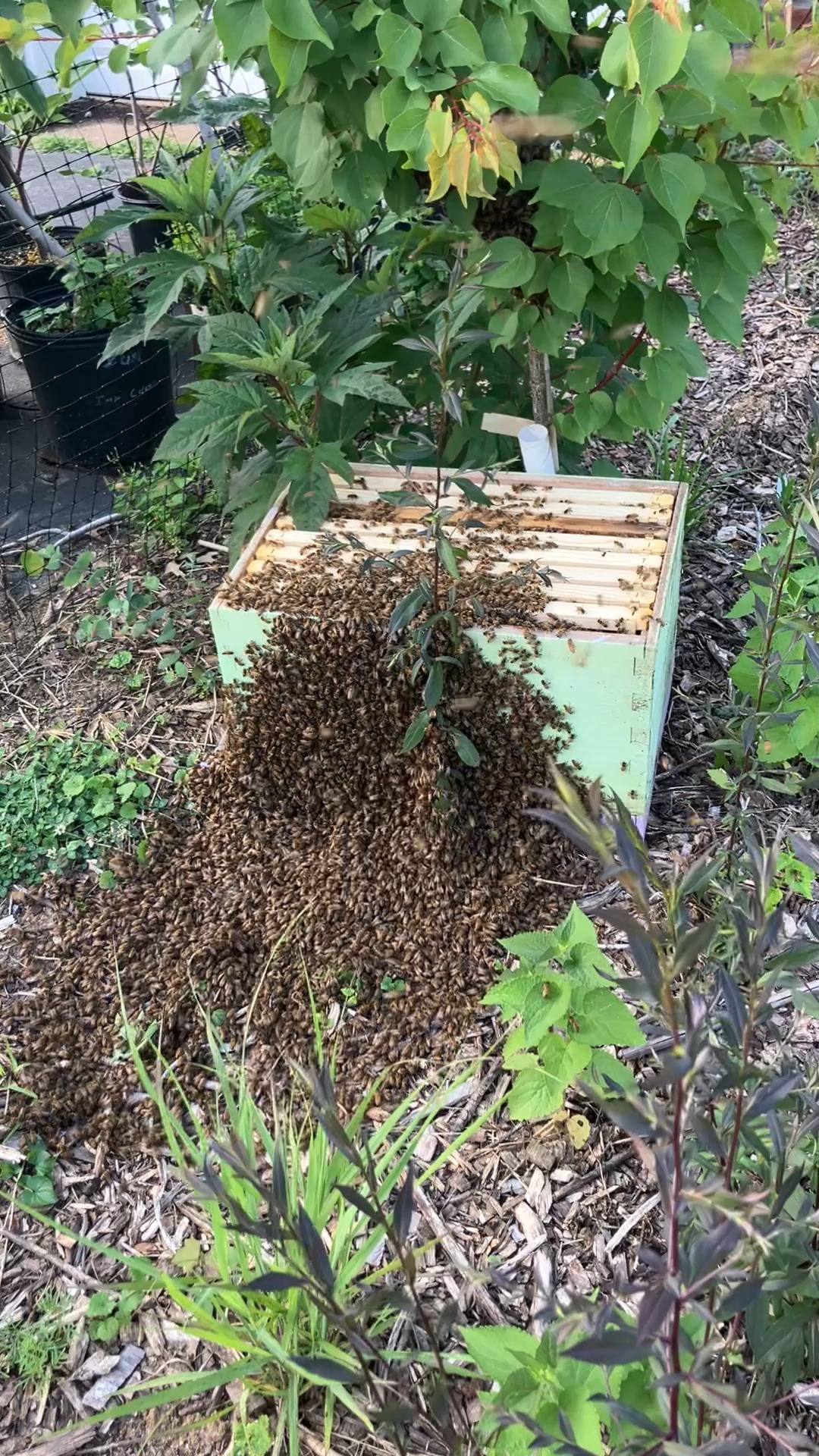 Nature is Amazing: Bees Marching after Swarming #beekeeping Looking for ...