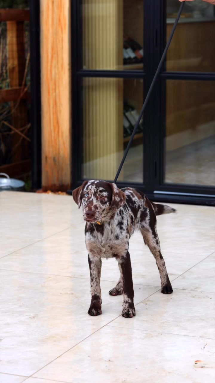 Mocha🐾 Labrador retriever🧬 chocolate Merle 🏠 @theglobalcannineconcierge ...